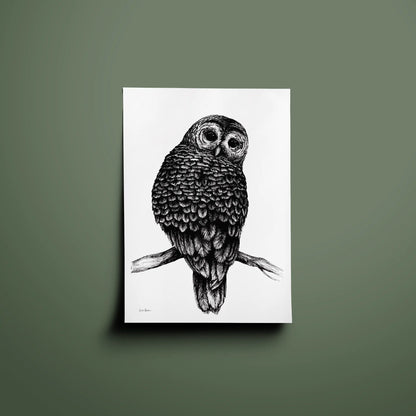 The Watching Owl